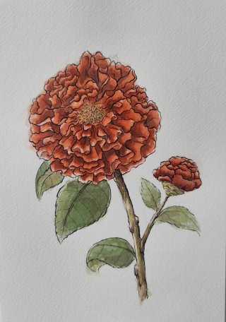 Ilustraciones personalizadas