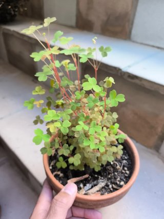 Oxalis Sunset