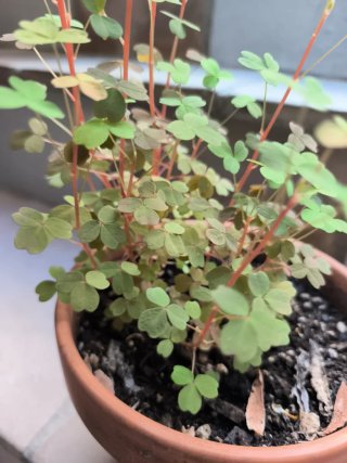 Oxalis Sunset