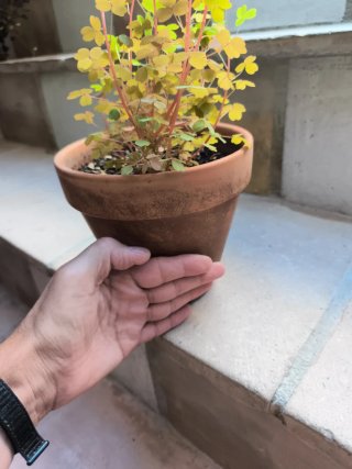 Oxalis Sunset