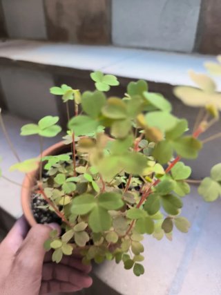 Oxalis Sunset