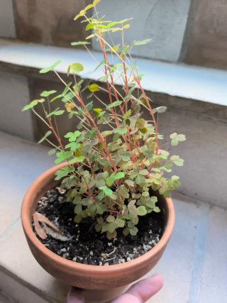 Oxalis Sunset
