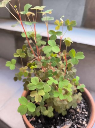 Oxalis Sunset