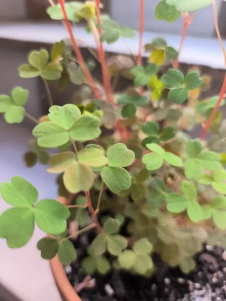 Oxalis Sunset
