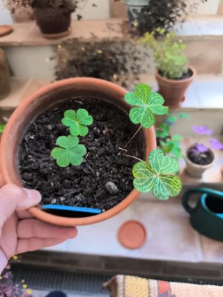 Oxalis Corymbosa