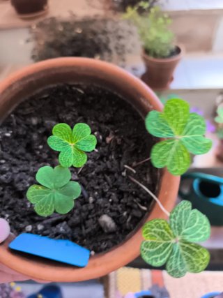 Oxalis Corymbosa