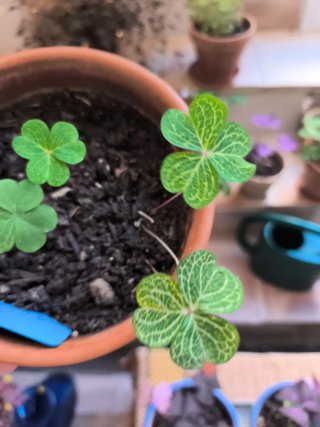 Oxalis Corymbosa