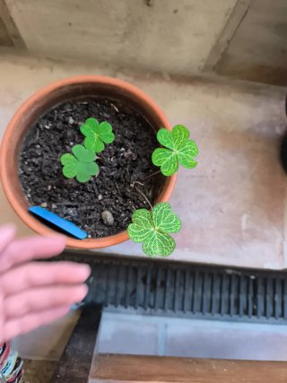 Oxalis Corymbosa