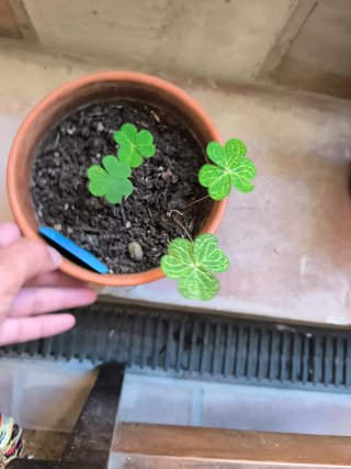 Oxalis Corymbosa