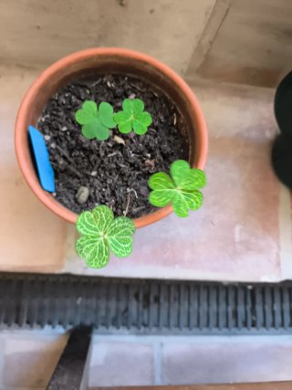 Oxalis Corymbosa