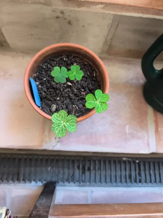 Oxalis Corymbosa