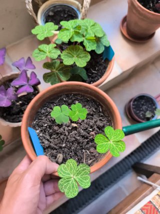 Oxalis Corymbosa