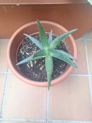 Planta Aloe Vera en Maceta