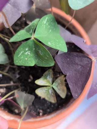 Variedad de Oxalis