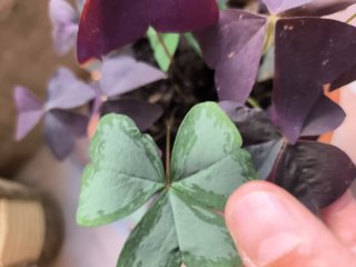 Variedad de Oxalis