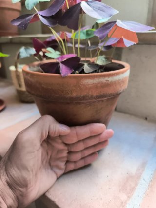 Variedad de Oxalis