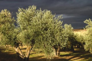 Finca de olivar 0,58 hectáreas Huelma