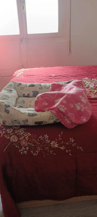 Cama para Gatos Diseño Gatitos