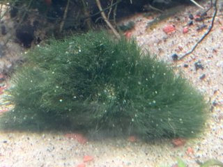 Bola de musgo japonés para acuario