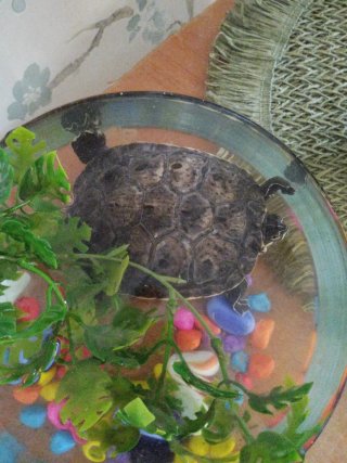 Vendo tortuguera con inquilino