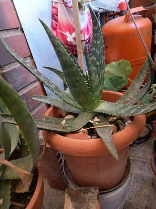 Planta Aloe Vera en Maceta