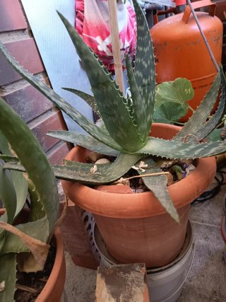 Planta Aloe Vera en Maceta