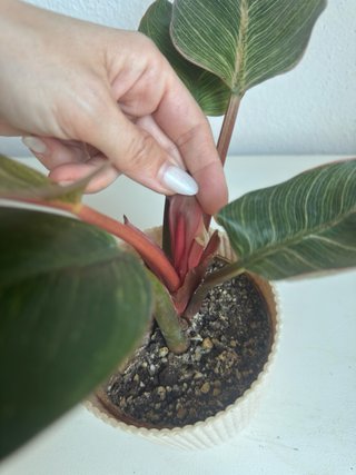 Philodendron Pink Bikini