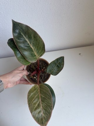 Philodendron Pink Bikini