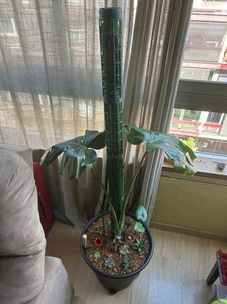 Monstera con tutor fibra coco y maceta