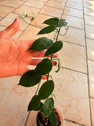 Hoya Sussuela