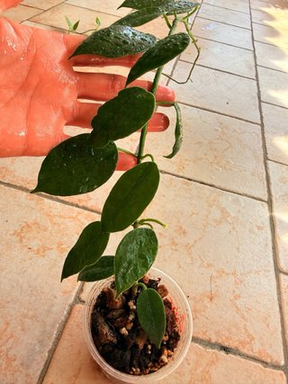 Hoya Sussuela