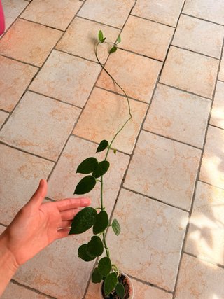Hoya Sussuela