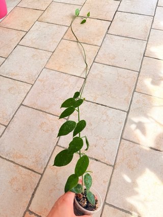 Hoya Sussuela