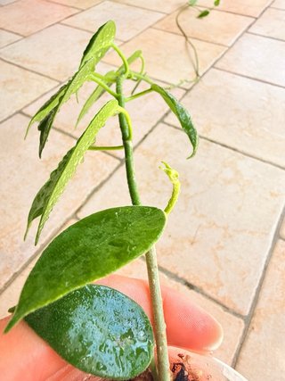 Hoya Sussuela