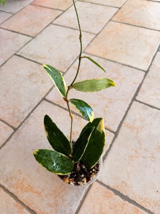 Hoya Acuta variegata