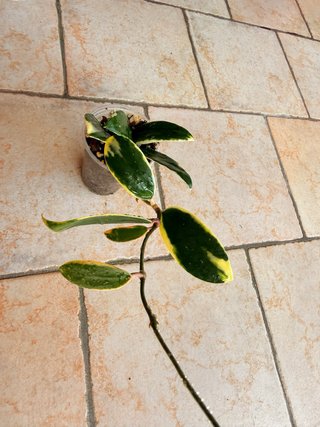 Hoya Acuta variegata
