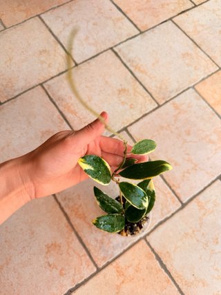 Hoya Acuta variegata