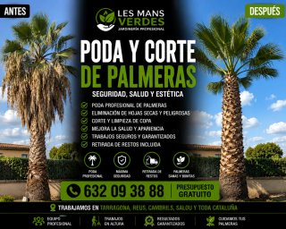 Poda y Corte de Palmeras Profesional
