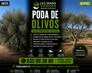 Poda de Olivos Profesional