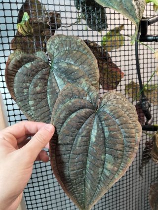Bulbos Dioscorea Dodecaneura (Discolor)