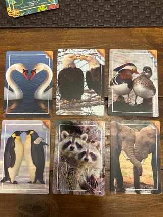 Cromos Rewild Animales (Lote)