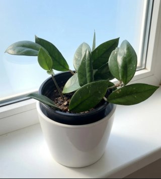 Hoya Flor de Cera Rosa