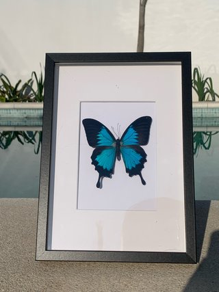 Cuadro Mariposa Azul y Negro