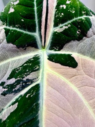 Corm Alocasia Black Velvet pink