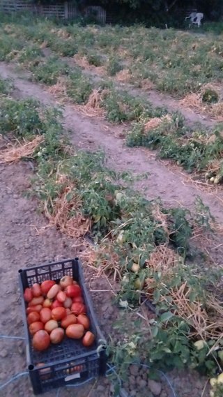 tomates y caja de recolección de huerto