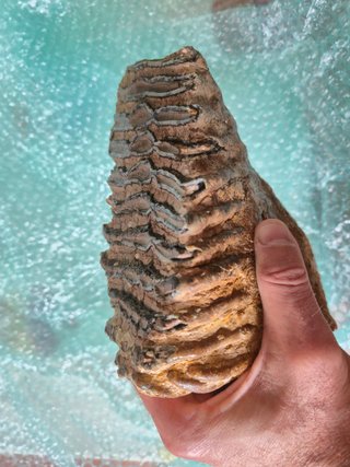 Fósil Molar Mamut