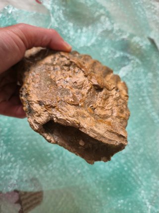 Fósil Molar Mamut