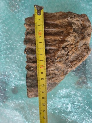 Fósil Molar Mamut