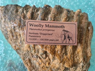 Fósil Molar Mamut