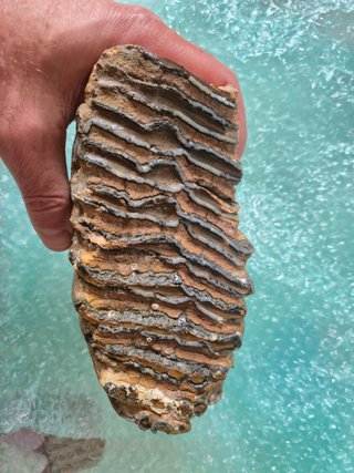 Fósil Molar Mamut